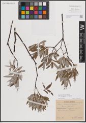 Foto von Salix eleagnos Scop. x Salix repens L.